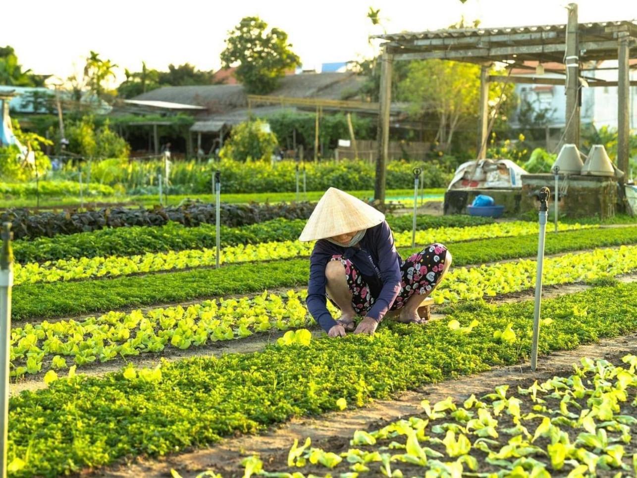 Apartmán Hoi An Cabbage Garden Exteriér fotografie